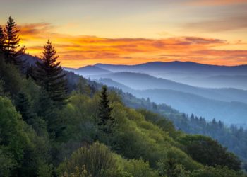 The World’s Largest Treehouse Resort Is Opening Near A Top National Park: Take A Look