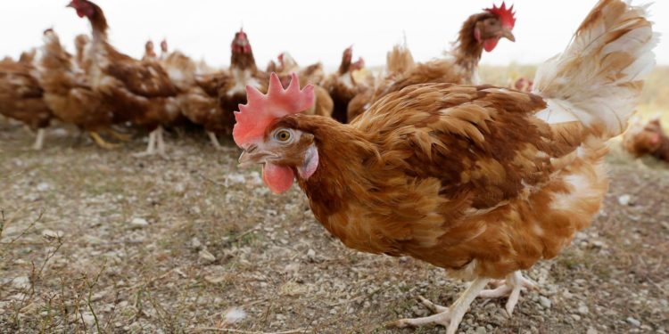 5.3 Million Chickens Will Be Killed In Iowa Over Bird Flu Outbreak