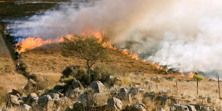 Exposure to wildfire smoke linked to altered DNA structure in monkeys