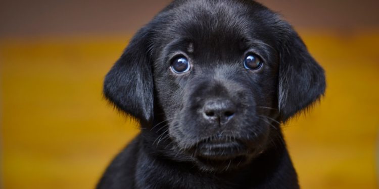Labs Still No. 1 US Dog Breed But Poodles Are Popping In Popularity