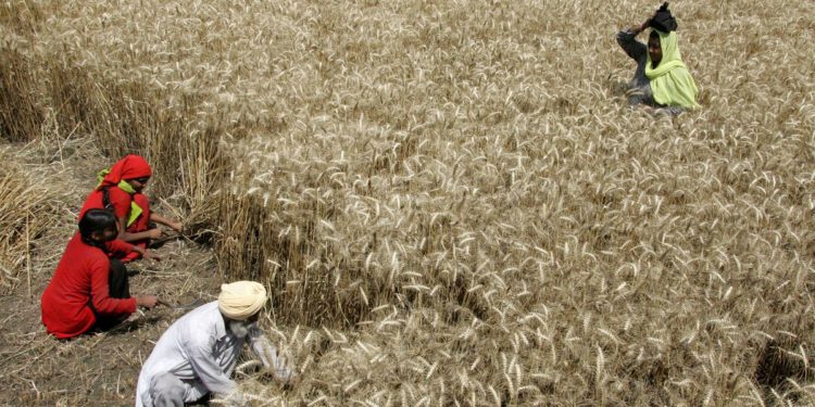 EXCLUSIVE India acts to seize gap in wheat export market left by Ukraine war