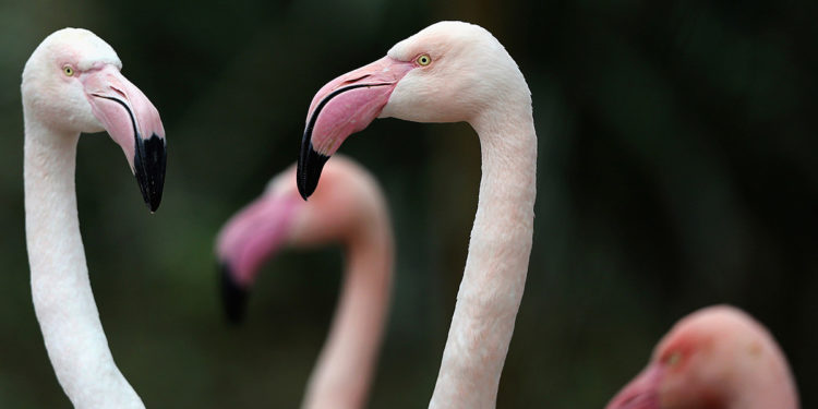 Pink Floyd Flamingo Still 'On the Run' 17 Years After Zoo Escape