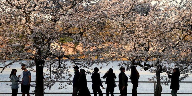 Thousands gather as cherry blossoms in Washington D.C. hit peak bloom