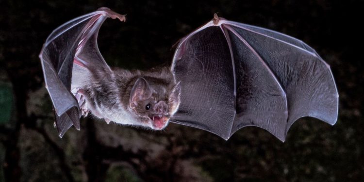 Scientists Figure Out How Vampire Bats Got A Taste For Blood