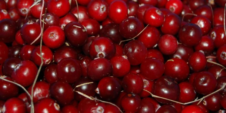 Study shows 100g of cranberries a day improves cardiovascular health
