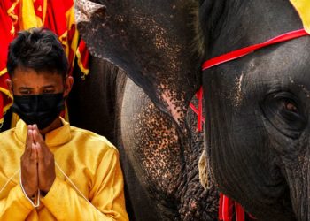 Thailand lays out buffet for elephants in national celebration