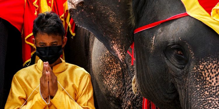 Thailand lays out buffet for elephants in national celebration