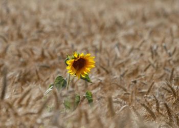 Ukraine to start 2022 spring sowing in coming days – deputy minister