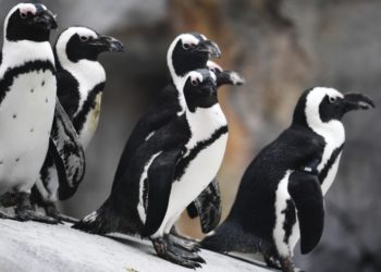 Avian flu's arrival in Colorado closes Denver Zoo bird exhibits, raises concerns for poultry