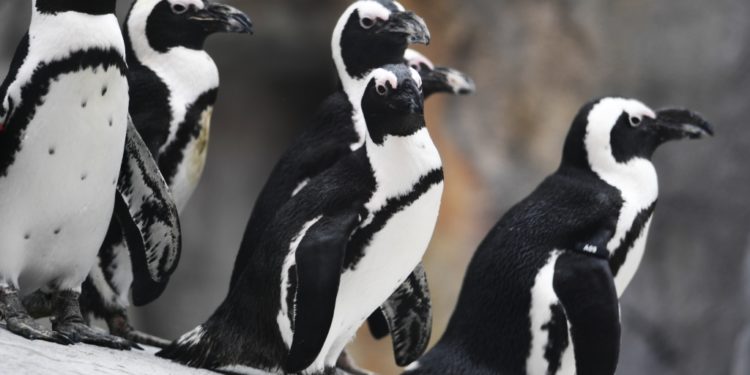 Avian flu's arrival in Colorado closes Denver Zoo bird exhibits, raises concerns for poultry