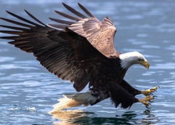 Bald Eagles Are The Latest Victims Of Deadly Bird Flu Spreading Across U.S.
