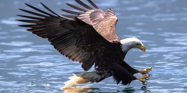 Bald Eagles Are The Latest Victims Of Deadly Bird Flu Spreading Across U.S.