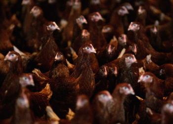 CDC reports first human H5 bird flu infection in U.S.