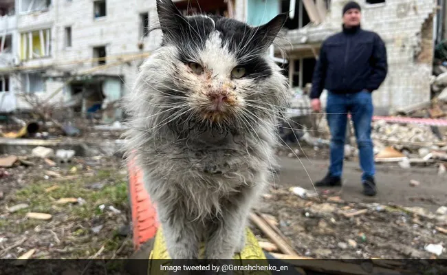 Cat That Survived Russian Attack In Borodyanka Adopted By Ukraine