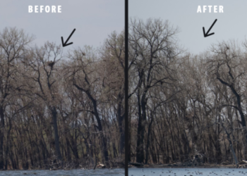 Cottonwood tree with bald eagle nest in Barr Lake State Park topples.