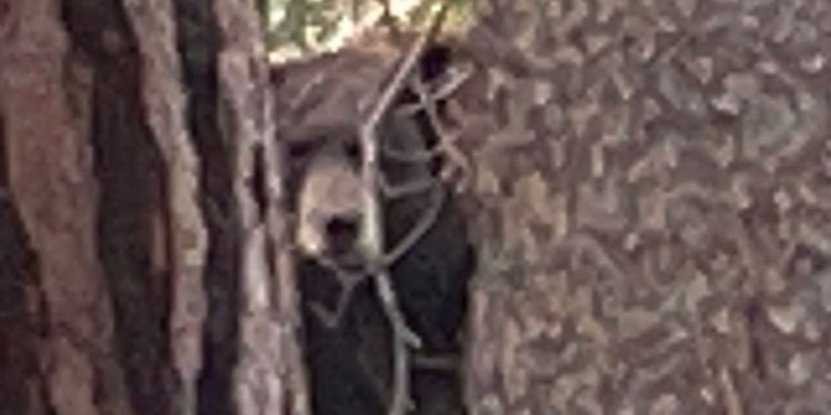 Family Finds Out 'Odd' Snoring Noises Are 5 Bears Hibernating Under House