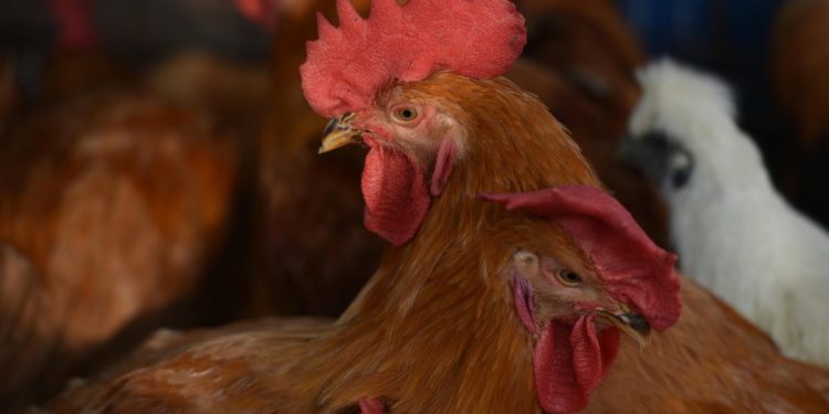 First Human Case Of H3N8 Bird Flu Reported In China