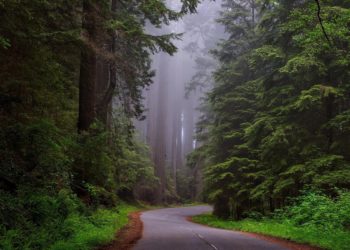 Living in areas with more greenery may boost cognitive function: study
