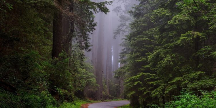 Living in areas with more greenery may boost cognitive function: study
