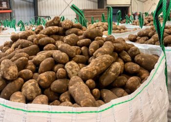 Maine Farmers Ship Millions Of Pounds Of Potatoes West To Help After Drought