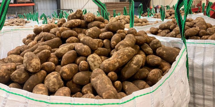 Maine Farmers Ship Millions Of Pounds Of Potatoes West To Help After Drought