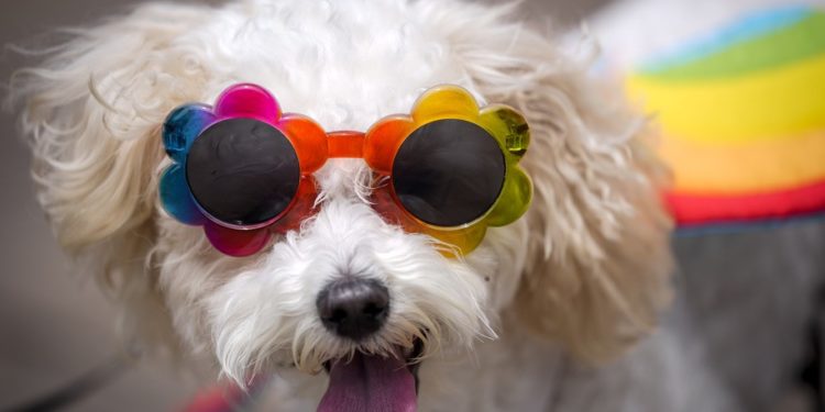 WASHINGTON, DC - JUNE 12: Coco, a maltipoo puppy, wears Pride-themed sunglasses as she walks with members and allies of the LGBTQ community in the Pride Walk and Rally through downtown Washington, DC on June 12, 2021. The Pride Month celebration is hosted by the Capital Pride Alliance, a non-profit organization serving the needs of the LGBTQ community in Washington, DC. (Photo by Drew Angerer/Getty Images)