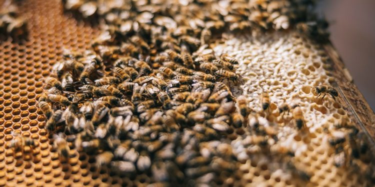 Millions Of Bees Die On Airport Tarmac After Delta Reroutes Flight