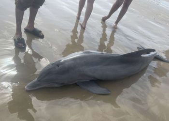 People On Texas Beach Tried To 'Ride' Stranded Dolphin That Later Died