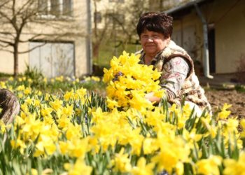 In this photograph taken on April 15, 2022,  Ivanna Kuziv, a retired accountant, picks daffodils from her garden in the western Ukrainian town of Vynnyky to sell at the market in the nearby city of Lviv. - In her garden in western Ukraine, Ivanna Kuziv, a retired accountant in her late 60s, gathers an armful of yellow daffodils and bluebells to sell at the market. It is purely coincidental that the flowers in her garden are the colours of the national flag this week, she says. (Photo by Yuriy Dyachyshyn / AFP) (Photo by YURIY DYACHYSHYN/AFP via Getty Images)