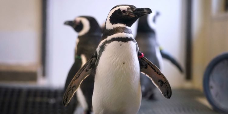 Zoos Hiding Birds As Avian Flu Spreads In North America