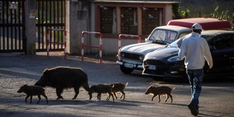 Rome Bans Picnics, Imposes Curfew To Curb Wild Boar Invasion Of Italian Capital