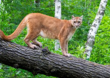 9-Year-Old Girl Mauled By Cougar While At Church Camp In Washington State