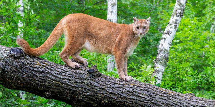 9-Year-Old Girl Mauled By Cougar While At Church Camp In Washington State