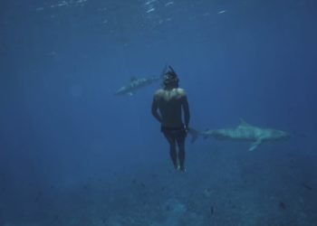 A Free Diver’s Training Partners: Sharks