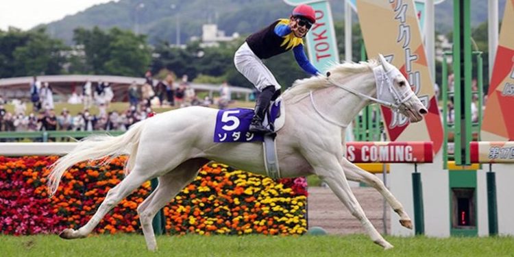 A Rare Kind of Filly Is Thrilling Racing Fans in Japan