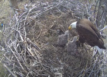 Bald eaglet killed by raccoon at Xcel Fort St. Vrain nest that's livestreamed via webcam