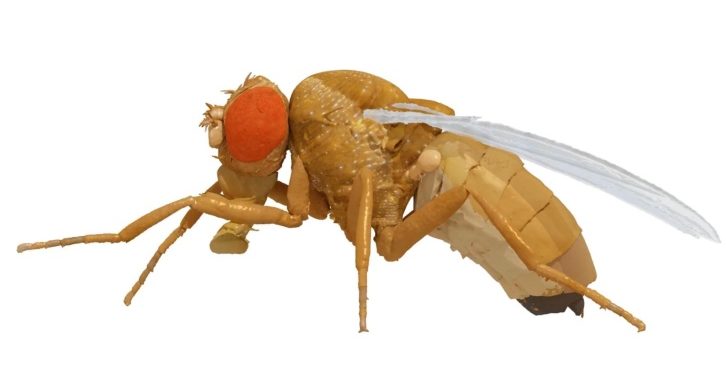 Behold NeuroMechFly, the best fruit fly simulator yet – TechCrunch