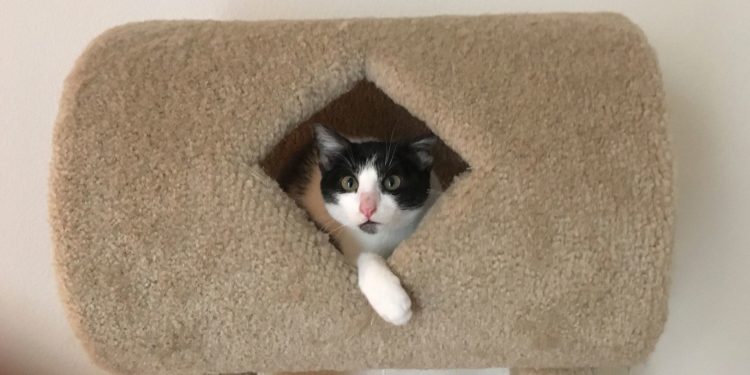 California Considers Banning Declawing Of Cats In Most Cases