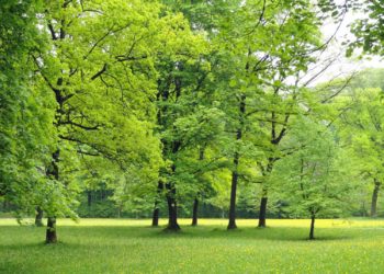 Increasing urban greenery could have prevented at least 34,000 US deaths over two decades