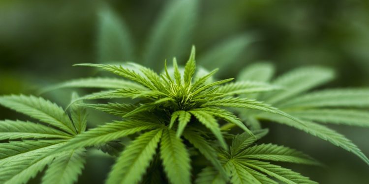 Major uptick reported in cannabis vaping for all adolescents