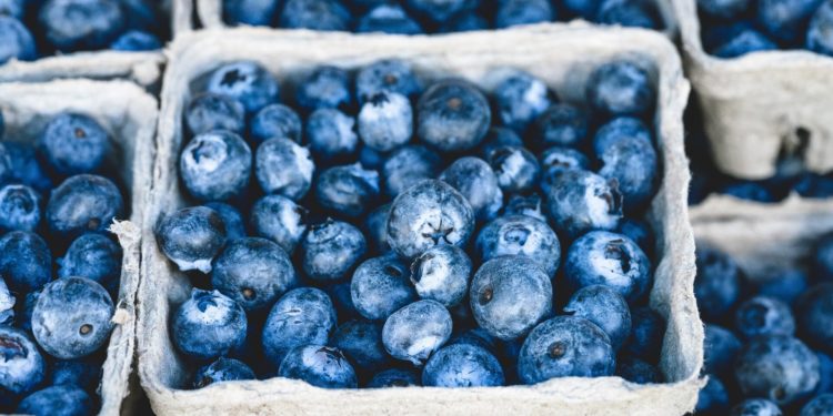 Regular blueberry consumption may reduce risk of dementia, study finds