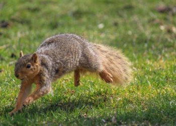 Squirrel Makes Great Escape Away From Grounds Crew During Baseball Game