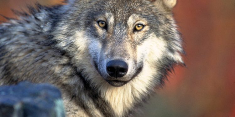 Video on social media of reported wolf pack in Park County is false alarm.