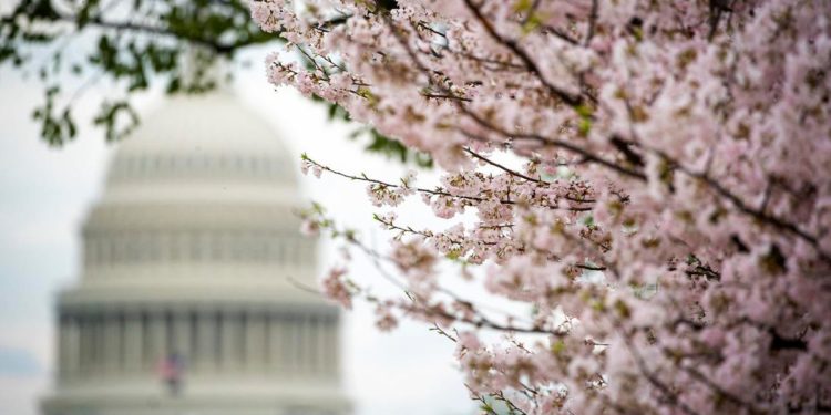 Four Seasons Washington, DC Celebrates Cherry Blossoms During Spring Time