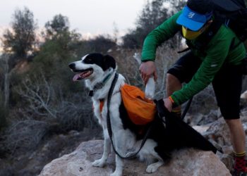 Clean, green superhero dog fights garbage in Chile