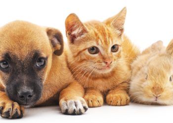 Bill Banning Pet Stores From Selling Dogs, Cats And Rabbits Passes New York Legislature