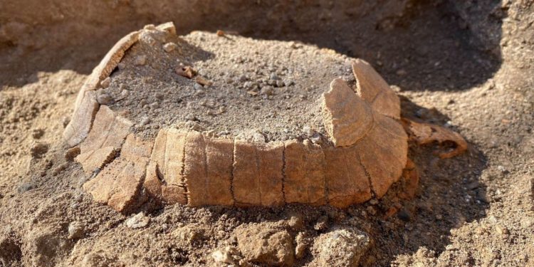 Tortoise and its egg found in latest Pompeii discovery