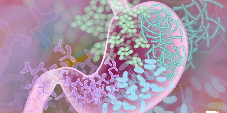 Lager beer, whether it contains alcohol or not, could help men's gut microbes