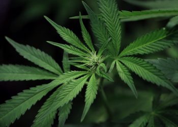 California Eliminates Cannabis Cultivation Tax
