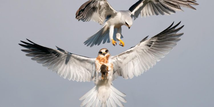 12 Winning Images Of Amazing Birds